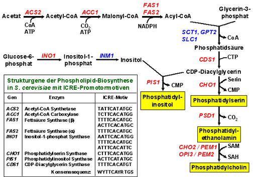 Phospholipid-Biosynthese in der Hefe S. cerevisiae